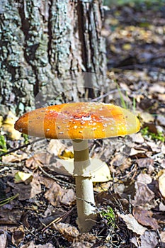 Yellow amanita in forest, vertical.