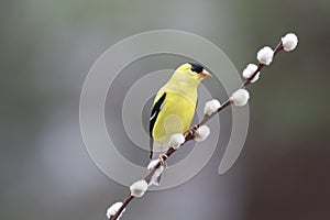 Yellow American Goldfinch perching on Pussy Willow in Spring photo