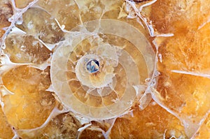Yellow ammonite spiral macro