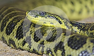 Yellow Anaconda 1 photo