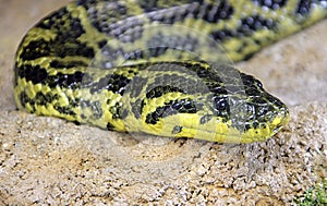 Yellow Anaconda 2