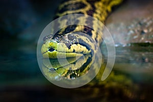 Yellow anaconda photo