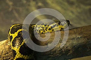 The yellow anaconda (Eunectes notaeus).