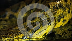 YELLOW ANACONDA eunectes notaeus, ADULT STANDING IN WATER