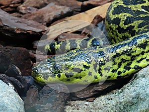 Yellow anaconda Eunectes notaeus, Paraguayan anaconda, Die Gelbe Anakonda, Paraguay-Anakonda or SÃÂ¼dliche Anakonda - Zoo ZÃÂ¼rich photo