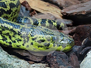 Yellow anaconda Eunectes notaeus, Paraguayan anaconda, Die Gelbe Anakonda, Paraguay-Anakonda or SÃÂ¼dliche Anakonda - Zoo ZÃÂ¼rich photo