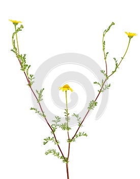 Yellow Anacyclus isolated on white background, Anacyclus radiatus