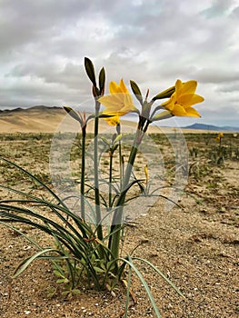 Yellow Ananuca shines in the middle of the Atacama desert photo