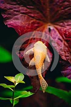 Yellow Ancistrus albino in a freshwater aquarium.