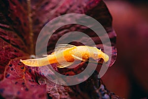 Yellow Ancistrus albino in a freshwater aquarium.