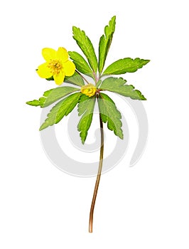 Yellow anemone Anemone ranunculoides flower on white background. Spring flower of the family Ranunculaceae