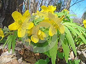 Yellow anemone (Anemone ranunculoides)