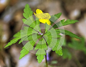 yellow anemone, buttercup anemone, Anemone ranunculoides