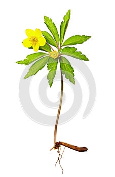 Yellow anemone Anemone ranunculoides flower on white background. Spring flower of the family Ranunculaceae photo