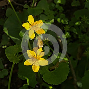 Yellow anemones - Anemone ranunculoides