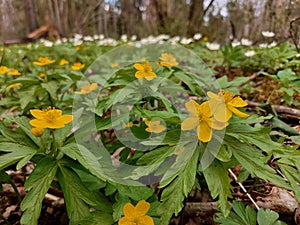 Yellow anemones in the forest