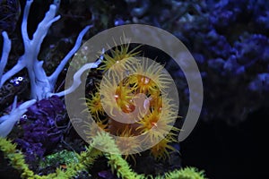 yellow anenome underwater