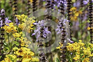 Yellow anf violet flowers of Spurflowers or Plectranthus and West Indian Lantana closeup. photo