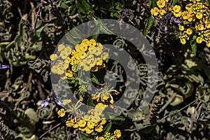 Yellow anf violet flowers of Spurflowers or Plectranthus and West Indian Lantana closeup. photo