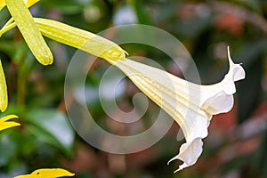 Yellow Angel's Trumpet Flower Close-Up