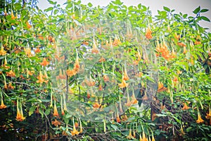 Yellow angel's trumpet flowers (Brugmansia suaveolens) on tree.