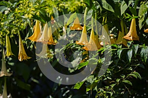Yellow angel's trumpets (Brugmansia Versicolor), Grenada