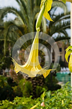 Yellow angel trumpet flower in full bloom