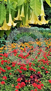 Yellow Angel Trumpets