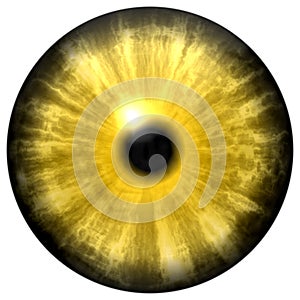 Yellow animal eye with small pupil and black retina. Dark colorful iris around pupil, detail of eye bulb. photo