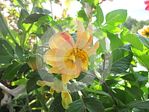 A yellow annual dahlia with red veins on its petals, surrounded by lush green leaves. Nice photo. Small garden on the balcony