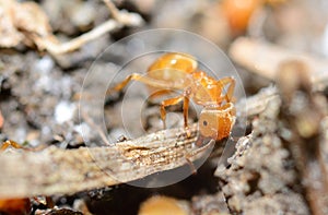 Yellow ant