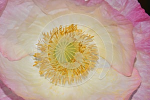 Yellow Anther Mandala with Pink Highlights