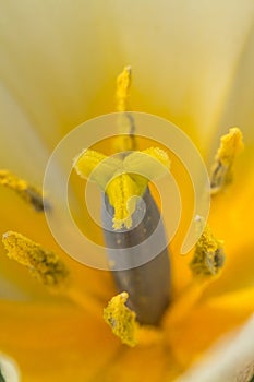 Yellow anthers of a white tulip