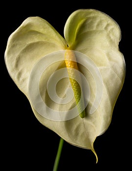 Yellow anthurium flower isolated on black, closeup