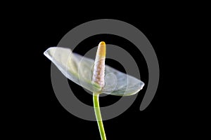 Yellow anthurium flower over black background.