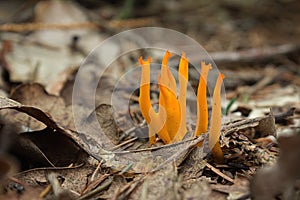 Yellow Antler Fungus - Calocera viscosa photo
