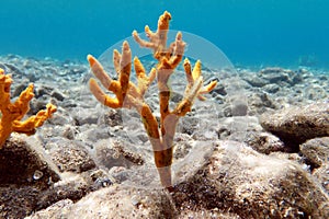 Yellow antlers sponge Axinella polypoides in Mediterranean Sea