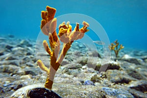 Yellow antlers sponge Axinella polypoides in Mediterranean Sea