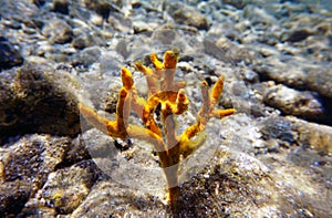 Yellow antlers sponge Axinella polypoides in Mediterranean Sea