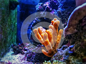 Yellow antlers sponge Axinella polypoides in Mediterranean Sea photo