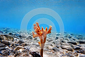 Yellow antlers sponge Axinella polypoides in Mediterranean Sea photo