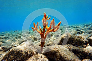 Yellow antlers sponge Axinella polypoides in Mediterranean Sea photo