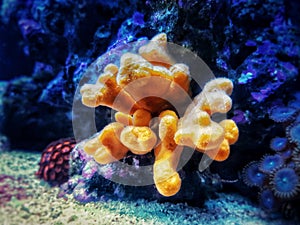 Yellow antlers sponge Axinella polypoides in Mediterranean Sea photo