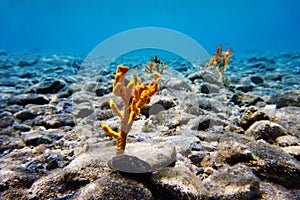 Yellow antlers sponge Axinella polypoides in Mediterranean Sea photo