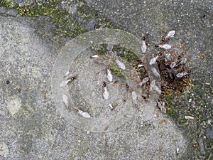 Yellow ants, probably Lasius Flavus, winged and wingless by nest.