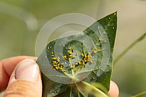 Yellow aphid on a plant