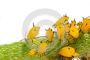 Yellow aphids close up on plant white background
