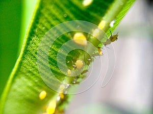 Yellow Aphids