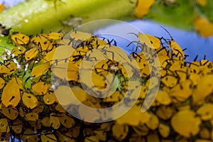 Yellow Aphids Macro