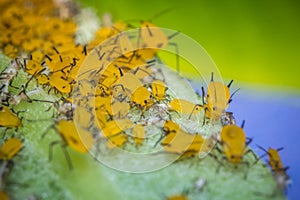 Yellow Aphids Macro